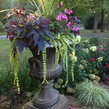 Annuals and pots