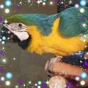 Deb Adamss foto