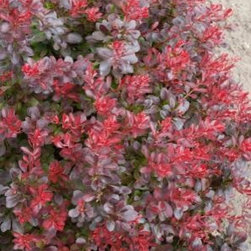 cherry_bomb_barberry__product_lg.jpg - Plants