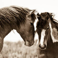 Horse prints