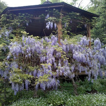 Bushes