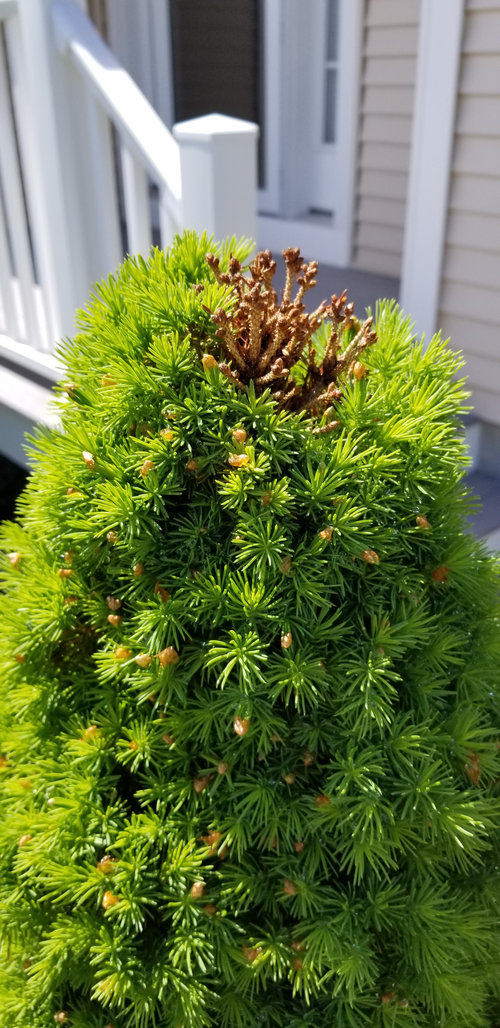 Dwarf alberta spruce tips brown bugs?
