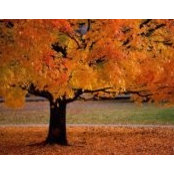 Sharon Cannizzo's photo