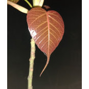 Foto de Vikas Kumar