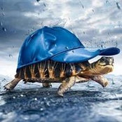 Foto von Aurély Turtle