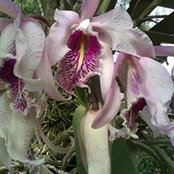 Helen de Modenesi's photo