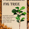 Fiddle-Leaf Fig Tree, 41"x11"