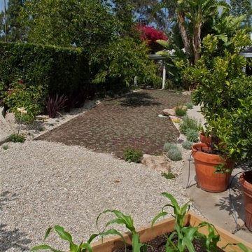 Corn in Bel Air