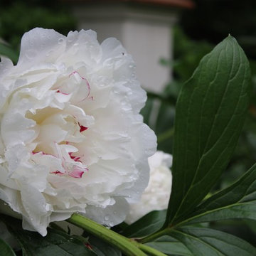 Rosebrook Garden 2017 Garden Tour
