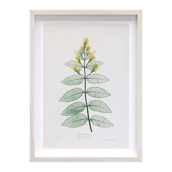 John Lewis - V&A Primulaceae Vert Framed Print - Prints & Posters
