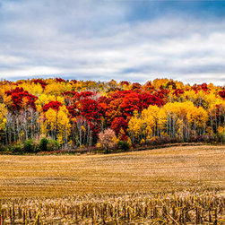 Wisconsin Farmland Fall Color - Photographs