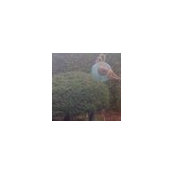 Carol Conell's photo