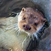Andrew Simon's photo