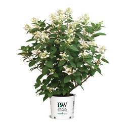 Quick Fire&reg; Hardy Hydrangea - Plants