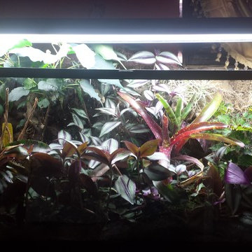 Terrarium at Pepe Studio