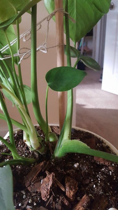 tissue culture philodendron Philodendron Little Phil (Tissue Culture Plant in Jiffy bag) – vridhigarden main image 0