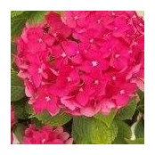 Ginny Bailey's photo