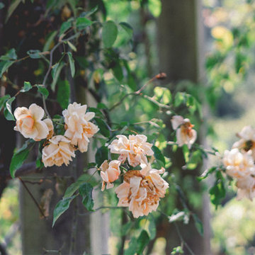 Florals