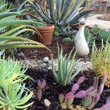 Mediterranean Garden