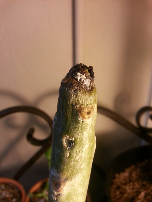 Plumeria tip rot on unrooted cutting?