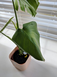 artificial snake plant Outdoor/ Indoor Artificial Snake Plant