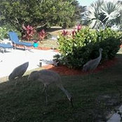 Lucille Kolly's photo