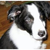 Susan Henke's photo