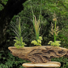 Driftwood