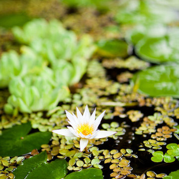 LOTUS RIDGE