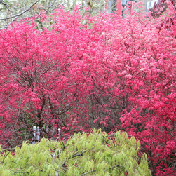 available japanese maple trees - Products