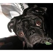 Steve Ferguson's photo