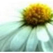 Carrie Khalsa's photo