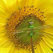 Foto de Mandy Mailloux
