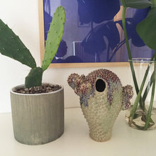 Tendens: Kaktussen - en plantetrend, som ikke visner