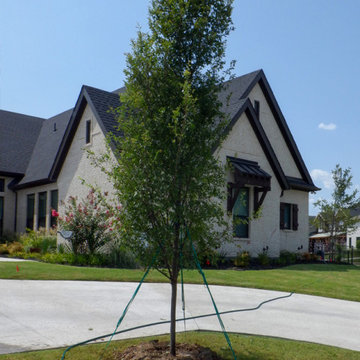Allee Elm