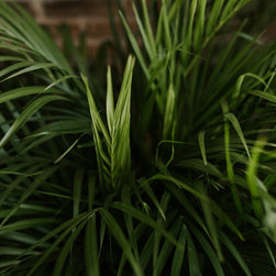 Salon industrial - 植物