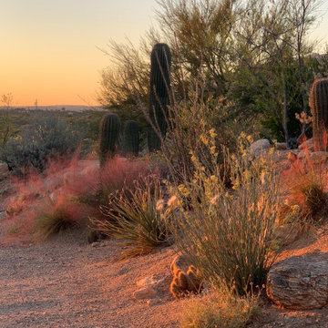 Viva Sonoran Desert!