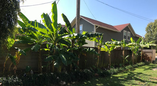 Can I Grow Bananas in Arkansas 
