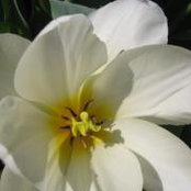 Sophie Stephenson's photo