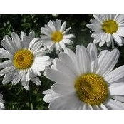 Margaret Izzard's photo