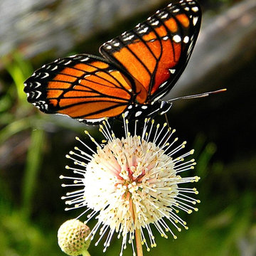 Florida Viceroy on Buttonbush