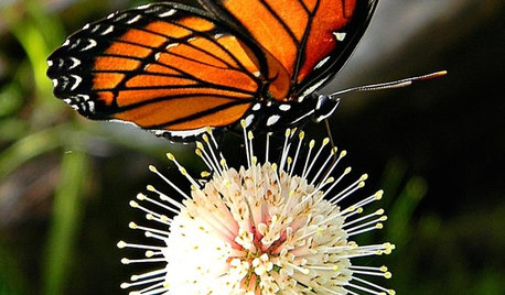 Blütenkugeln mit Honigduft: Die Knopfblume