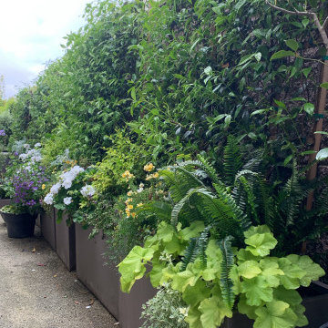 Encinitas Organic Modern