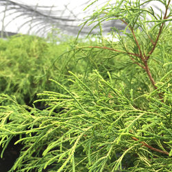 Current Featured Plants - Products