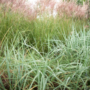 Dune garden in The Netherlands