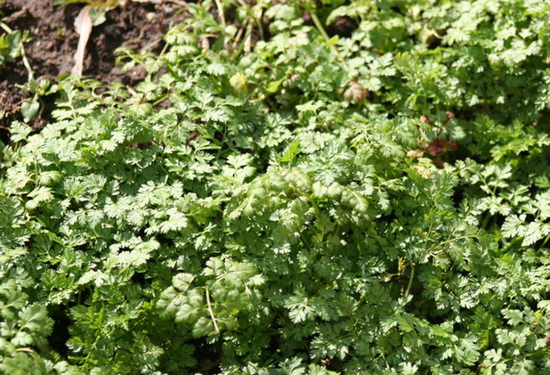 Herb Garden Essentials: Discover Delicate Chervil