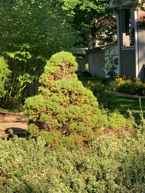 Pine tree turning brown
