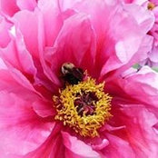 Foto von Tracy England Backus