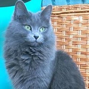 Lalitya Nebelung's photo
