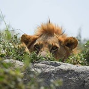Krishnan Thazhathekalam's photo